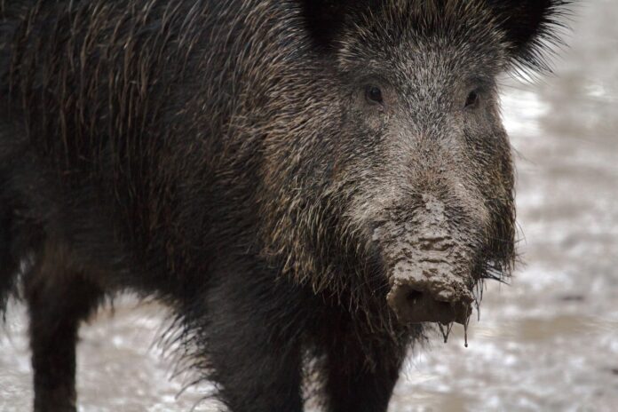 cinghiale
