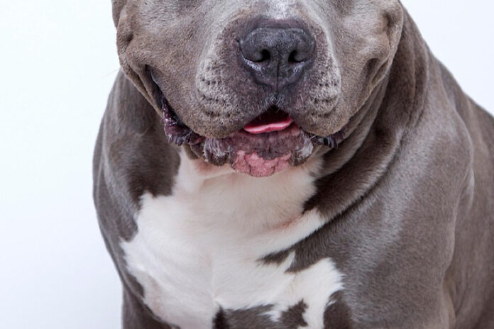 pitbull