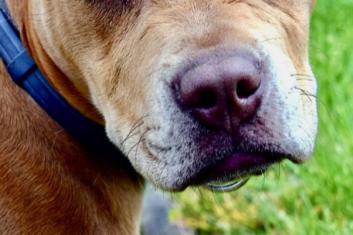 cane