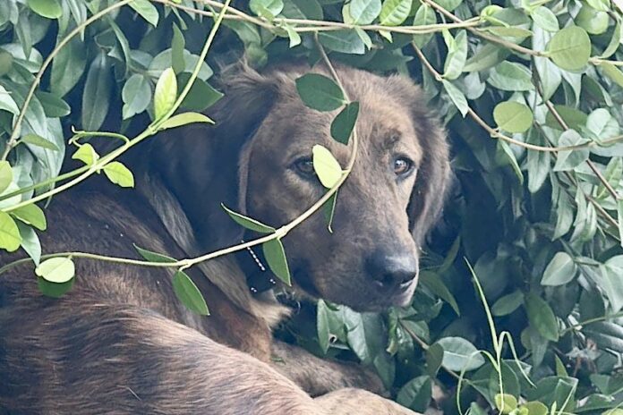 Pisa e provincia - Animali persi e ritrovati