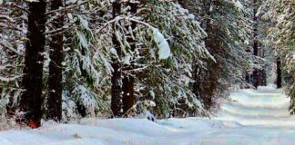 neve