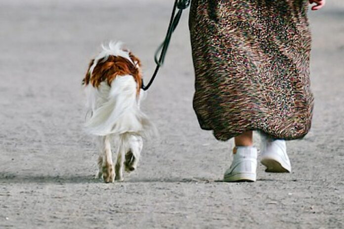 cane guinzaglio