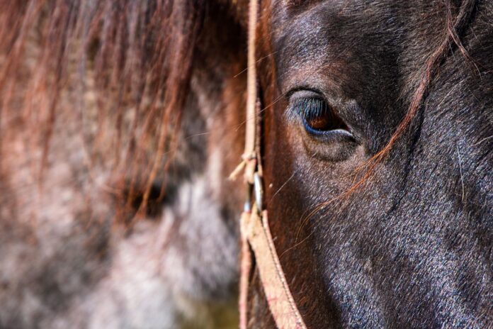 cavallo