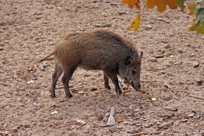 cinghiale