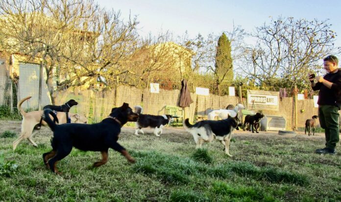 Family Dog’s