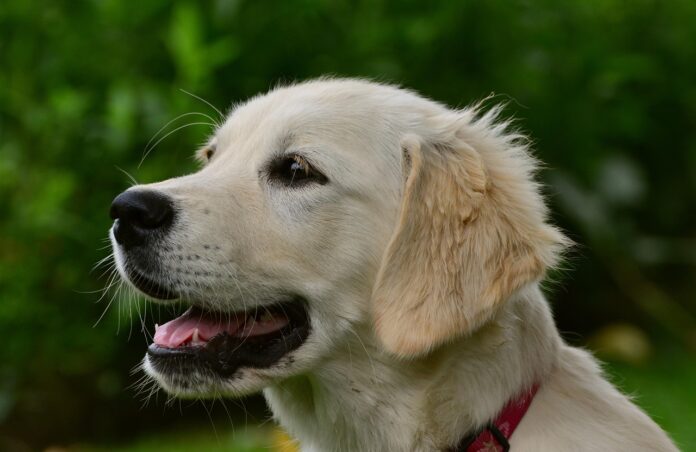 cane